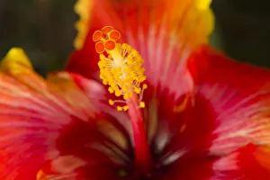 USA, Georgia, Savannah. Close-up of a hibiscus USA, Georgia, Savannah. Close-up of a hibiscus