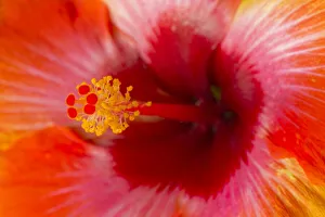 USA, Georgia, Savannah. Close-up of hibiscus in the spring USA, Georgia, Savannah. Close-up of hibiscus in the spring