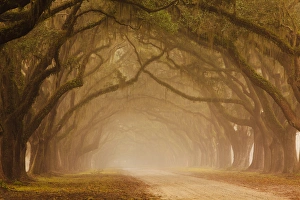 USA; Georgia; Savannah; Fog and Oak trees along drive at Wormsloe Plantation USA; Georgia; Savannah; Fog and Oak trees along drive at Wormsloe Plantation