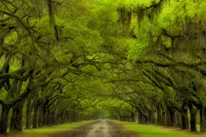 Images Dated 19th April 2014: USA; Georgia; Savannah; Oak lined drive at Historic Wormsloe Plantation