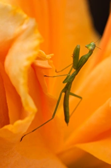 USA; Georgia; Savannah; Praying mantis on daylily USA; Georgia; Savannah; Praying mantis on daylily