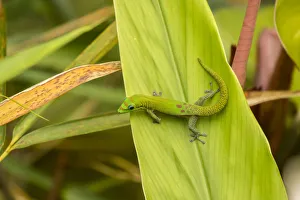 USA, Hawaii, Akaka Falls State Park. Gecko on large leaf USA, Hawaii, Akaka Falls State Park. Gecko on large leaf