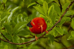 USA, Hawaii, Hakalau Forest National Wildlife Refuge. Close-up of iiwi bird on ohia tree USA, Hawaii, Hakalau Forest National Wildlife Refuge. Close-up of iiwi bird on ohia tree