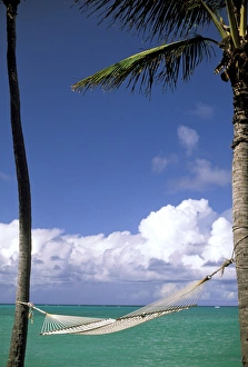 USA, Hawaii. Hammock and palms next to the sea USA, Hawaii. Hammock and palms next to the sea