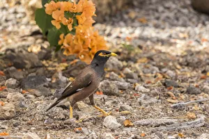 USA, Hawaii, Hapuna Beach State Park. Common myna bird on ground USA, Hawaii, Hapuna Beach State Park. Common myna bird on ground