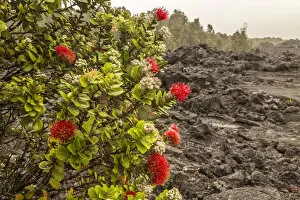USA, Hawaii, Hawaii Volcanoes National Park. Ohia blossom and lava rock. Credit as