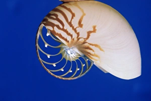 USA, Hawaii. Interior view of a Nautilus shell USA, Hawaii. Interior view of a Nautilus shell