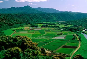 Images Dated 26th May 2006: USA, Hawaii, Kauai. Agriculture in Hanalei Valley