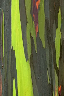 Images Dated 14th May 2011: USA, Hawaii, Kauai. Close-up of bark on eucalyptus tree