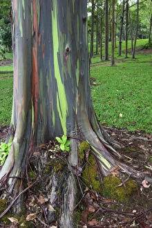 Images Dated 14th May 2011: USA, Hawaii, Kauai. Close-up of colorful eucalyptus tree bark