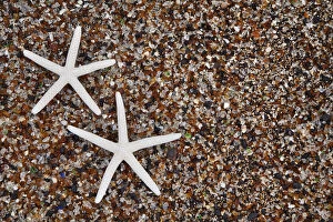 USA, Hawaii, Kauai. Starfish skeletons on Glass Beach