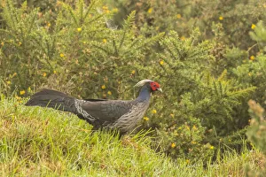 USA, Hawaii. Male kalij pheasant. Credit as: Cathy & Gordon Illg / Jaynes Gallery USA, Hawaii. Male kalij pheasant. Credit as: Cathy & Gordon Illg / Jaynes Gallery