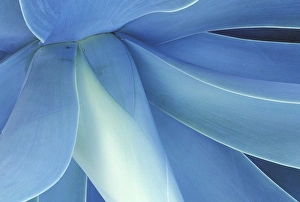 USA, Hawaii, Maui Agave in high country of Maui USA, Hawaii, Maui Agave in high country of Maui