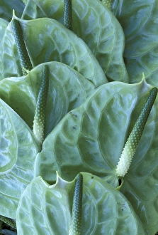 USA, Hawaii, Maui Green-colored hybrid anthuriums midori USA, Hawaii, Maui Green-colored hybrid anthuriums midori