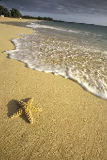 Images Dated 27th May 2004: USA, Hawaii, Maui, Makena Beach Starfish and surf