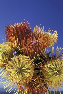 USA, Hawaii, Maui Protea group against a blue sky USA, Hawaii, Maui Protea group against a blue sky