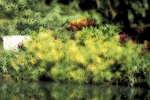 USA, Hawaii, Maui Tropical garden, soft focus USA, Hawaii, Maui Tropical garden, soft focus