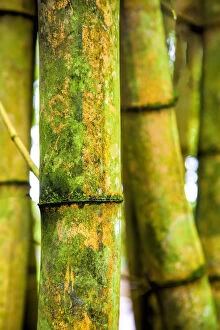 Images Dated 9th April 2012: USA; Hawaii; Oahu; Close up of Bamboo stocks