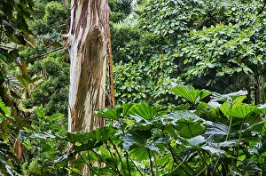 Images Dated 9th April 2012: USA; Hawaii; Oahu; Rainbow eucalyptus Tree growing in forest