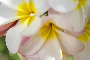 Images Dated 8th April 2012: USA; Hawaii; Oahu; Tropical Gardens with close up of a Plumeria flower