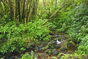 USA. Hawaii. A stream courses through tropical vegetation on the Big Island of Hawaii USA. Hawaii. A stream courses through tropical vegetation on the Big Island of Hawaii