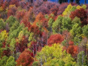USA, Idaho. Fall colors and aspens along Montpelier Canyon in Idaho in the autumn USA, Idaho. Fall colors and aspens along Montpelier Canyon in Idaho in the autumn