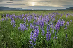 USA, Idaho. Meadows of common camas, Stanley Basin Sawtooth Mountains USA, Idaho. Meadows of common camas, Stanley Basin Sawtooth Mountains