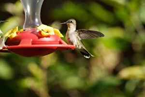 Images Dated 23rd June 2005: USA, Indiana, Chain of Lakes State Park, Nature Center, Ruby-throated hummingbird on feeder
