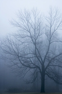 USA, Indiana. Skeleton tree in fog. Credit as: Wendy Kaveney / Jaynes Gallery / DanitaDelimont USA, Indiana. Skeleton tree in fog. Credit as: Wendy Kaveney / Jaynes Gallery / DanitaDelimont