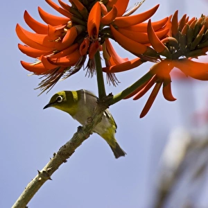 USA. A Japanese White-eye perches on an Indian Coral tree on the Big Island of Hawaii USA. A Japanese White-eye perches on an Indian Coral tree on the Big Island of Hawaii