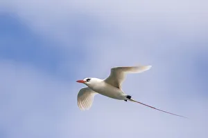 USA, Kauai, Kilauea Point National Wildlife Refuge. Red-tailed tropicbird in flight USA, Kauai, Kilauea Point National Wildlife Refuge. Red-tailed tropicbird in flight