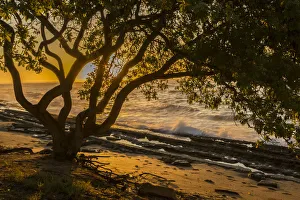 USA, Kauai, Wawalohi Beach Park. Sunset on ocean beach and trees USA, Kauai, Wawalohi Beach Park. Sunset on ocean beach and trees