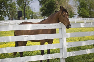 USA, Kentucky, Lexington. Horse at fence. Credit as: Don Grall / Jaynes Gallery USA, Kentucky, Lexington. Horse at fence. Credit as: Don Grall / Jaynes Gallery