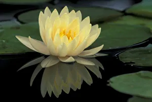 USA, Kentucky, Louisville Domestic water lily, Charlene Strawn USA, Kentucky, Louisville Domestic water lily, Charlene Strawn