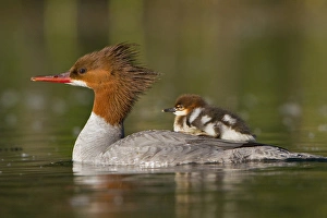 USA, Lake Sammamish, Washington. Female Common Merganser with chick on back USA, Lake Sammamish, Washington. Female Common Merganser with chick on back