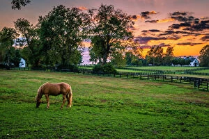 Fence Gallery: USA, Lexington, Kentucky. Lone horse at sunset, Darby Dan Farm