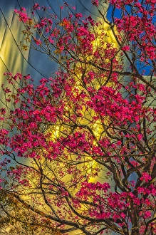 USA, Los Angeles, CA. The Disney Center in spring USA, Los Angeles, CA. The Disney Center in spring
