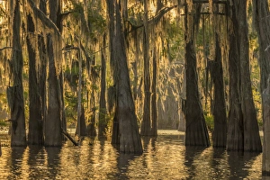 USA, Louisiana, Atchafalaya Basin. Cypress trees with Spanish moss USA, Louisiana, Atchafalaya Basin. Cypress trees with Spanish moss
