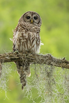 USA, Louisiana. Barred owl on tree limb. Credit as: Cathy & Gordon Illg / Jaynes USA, Louisiana. Barred owl on tree limb. Credit as: Cathy & Gordon Illg / Jaynes