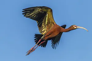 USA, Louisiana, Evangeline Parish, white-faced ibis in flight Credit as: Cathy USA, Louisiana, Evangeline Parish, white-faced ibis in flight Credit as: Cathy