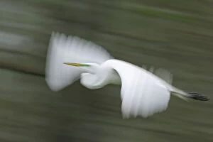 Images Dated 22nd March 2005: USA, Louisiana, Lake Martin. Abstract blur of great egret in flight