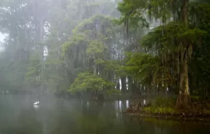 Images Dated 13th May 2005: USA, Louisiana, Lake Martin. Great egret reflected in water in foggy cypress swamp