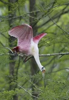 Images Dated 6th April 2003: USA, Louisiana, Lake Martin. Roseate spoonbill stretches to break off branch for nesting material
