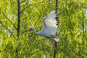 USA, Louisiana, Millers Lake. White ibis in flight USA, Louisiana, Millers Lake. White ibis in flight