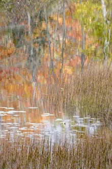 USA, Maine. Autumn reflections and grasses on New Mills Meadow Pond, Acadia National Park USA, Maine. Autumn reflections and grasses on New Mills Meadow Pond, Acadia National Park
