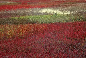 Images Dated 10th March 2007: USA, Maine. Blueberry fields in autumn. Credit as: Nancy Rotenberg / Jaynes Gallery
