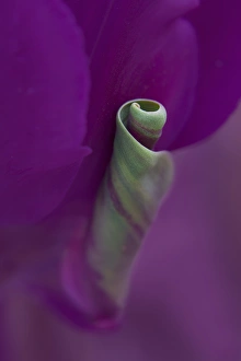 USA, Maine, Cape Elizabeth. Twisted tulip petal USA, Maine, Cape Elizabeth. Twisted tulip petal