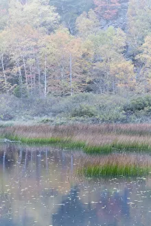 USA, Maine. Grasses and water lily pads with reflections, the Tarn, Acadia National Park USA, Maine. Grasses and water lily pads with reflections, the Tarn, Acadia National Park