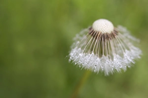 USA, Maine, Harpswell. Dew on dandelion. Credit as: Kathleen Clemons / Jaynes Gallery USA, Maine, Harpswell. Dew on dandelion. Credit as: Kathleen Clemons / Jaynes Gallery