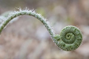 USA, Maine, Harpswell. Fern curves. Credit as: Kathleen Clemons / Jaynes Gallery / DanitaDelimont USA, Maine, Harpswell. Fern curves. Credit as: Kathleen Clemons / Jaynes Gallery / DanitaDelimont